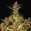 Royal Queen Seeds Semințe de canabis Purple Queen Auto