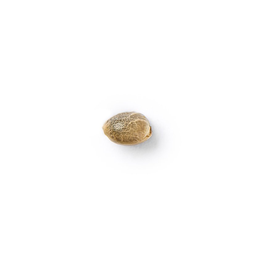The Bulldog Seeds TB Runtz Feminizada, 3 e 5 peças