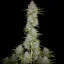 Fast Buds Sjemenke konoplje Orange Sherbet Auto