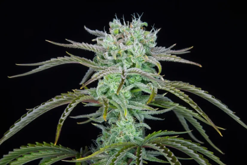 Fast Buds Cannabis Seeds Strawberry Banana Auto