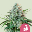 Royal Queen Seeds Seminte de canabis HulkBerry feminizate