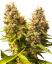 Sensi Seeds Seminte de canabis Banana Kush Cake Automatic feminizate, 3-10 buc