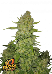Fast Buds Sjemenke konoplje Papaya Cookies Auto