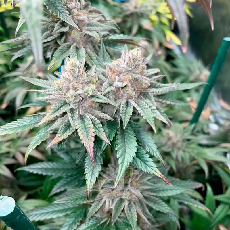 Silent Seeds Seminte de Cannabis Pink Sunset By Sherbinskis Feminizate