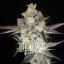 Blimburn Seeds Semi di Cannabis Gary Payton Femminizzati