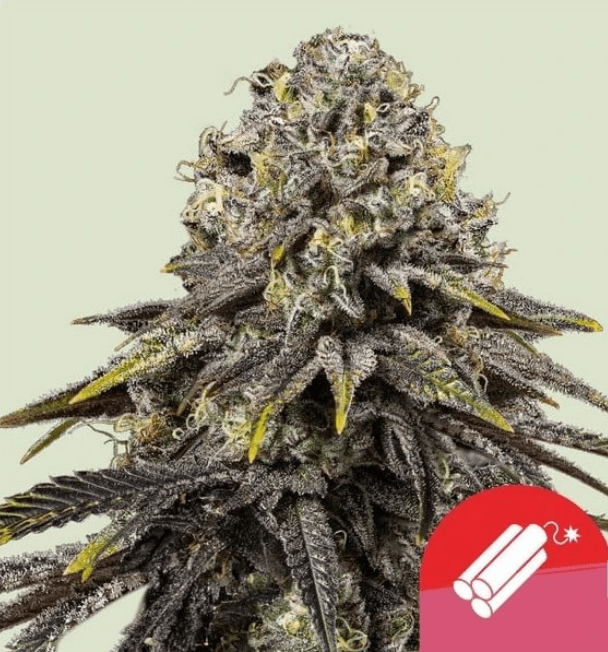 Royal Queen Seeds Seminte de canabis Dynamite Diesel feminizate