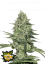 Fast Buds Насіння канабісу Rhino Ryder Auto