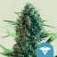 Royal Queen Seeds Cannabis Seeds Royal Medic Feminized (korkea CBD)