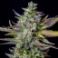 Royal Queen Seeds Graines de cannabis Blue Cheese Auto