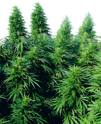 Sensi Seeds Cannabis Ruderalis Skunk® Regular, 10 kpl