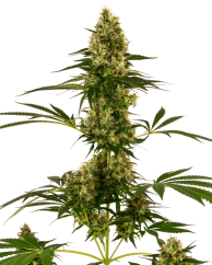 Sensi Seeds Seminte de canabis Blue Bullet Automatic® feminizate, 3-10 buc.