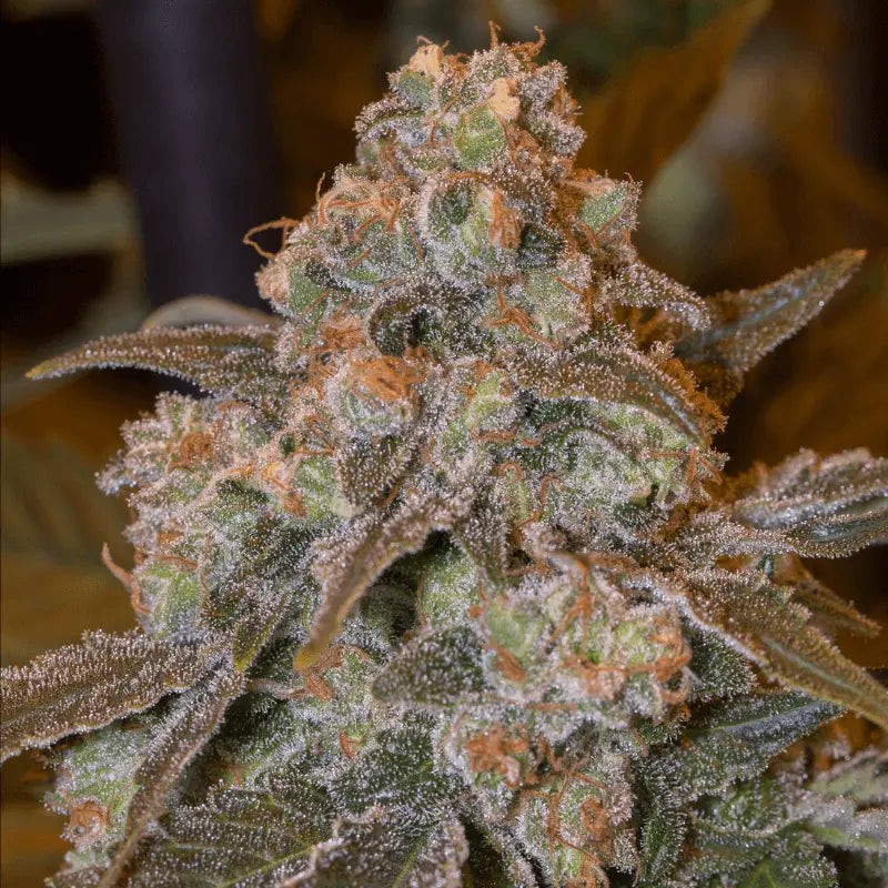 Silent Seeds Seminte exotice de canabis Gorilla Frost feminizate