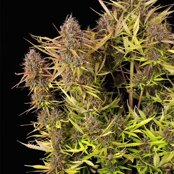 Royal Queen Seeds Semințe de canabis Purple Queen Auto