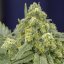 Silent Seeds Seminte de canabis clasic White Widow feminizate