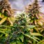 Royal Queen Seeds Semințe de canabis Bubble Kush Auto