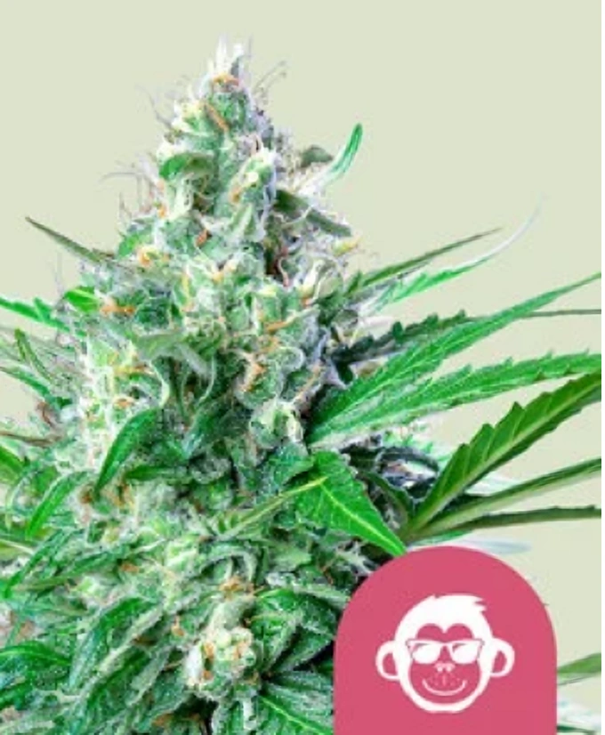 Royal Queen Seeds Cannabis Seeds Grape Ape Feminized