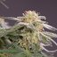 Silent Seeds Seminte de Canabis Lemon Tree Fast By Lemon Tree Feminizate
