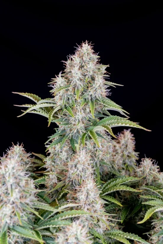 Fast Buds Sjemenke Kanabisa Cinderella Auto