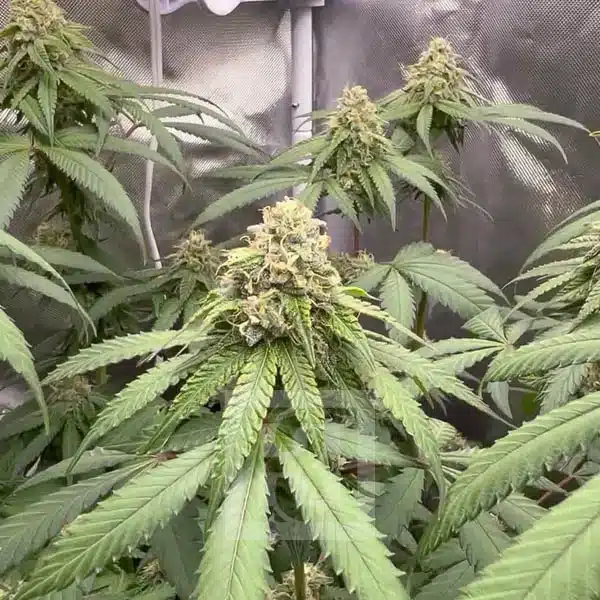 Blimburn Seeds Cannabis Seeds Cafe Racer Feminiseret
