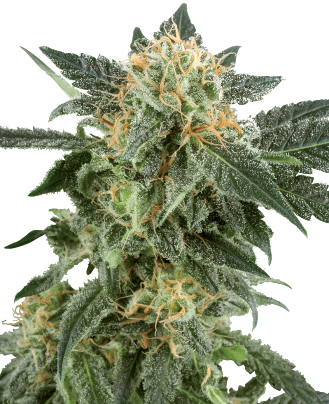 Sensi Seeds Seminte de canabis Snow Ryder Automatic feminizate de White Label, 3-10 buc.