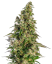 Sensi Seeds Seminte de canabis Afghani #1 Automatic® feminizate, 3-10 buc.