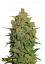 Fast Buds Sjemenke konoplje Limun AK Auto