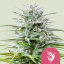 Royal Queen Seeds Seminte de canabis Speedy Chile - Feminizate rapid