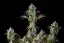 Fast Buds Cannabis Seeds Big Bud Auto
