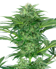 Sensi Seeds Cannabis Seeds Skunk Dream CBD Feminized, 3-10 kpl