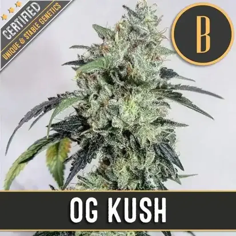 Blimburn Seeds Sjemenke konoplje OG Kush Feminized