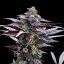 Silent Seeds Seminte de Cannabis Pink Sunset By Sherbinskis Feminizate