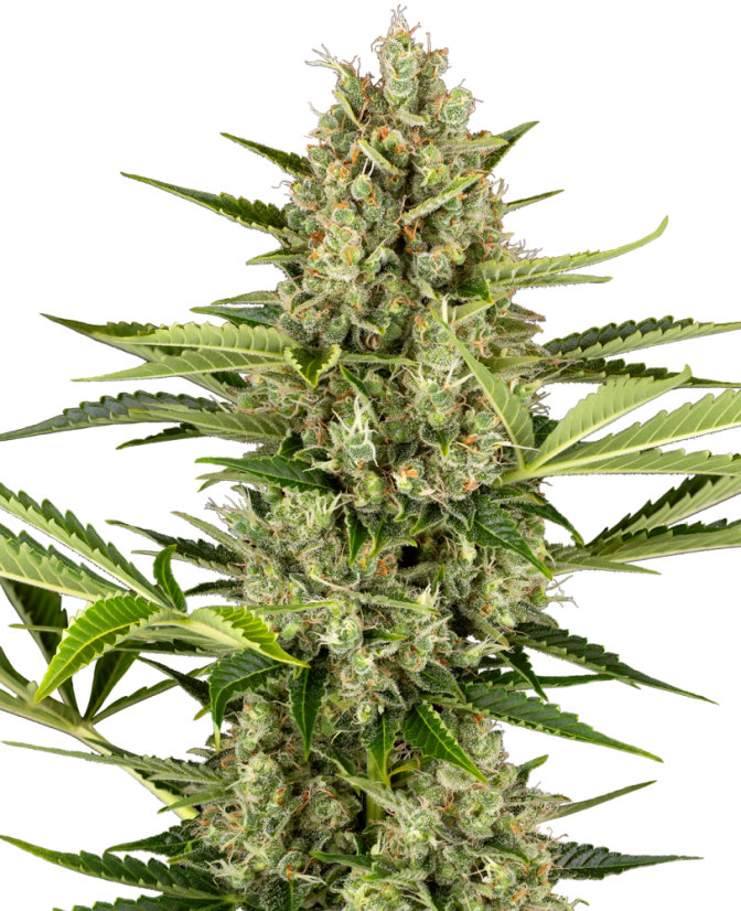Sensi Seeds Semi di Cannabis Jack Herer Automatic Femminizzati, 3-10 pz Sensi Seeds Semi di Cannabis Jack Herer Automatic Femminizzati, 3-10 pz