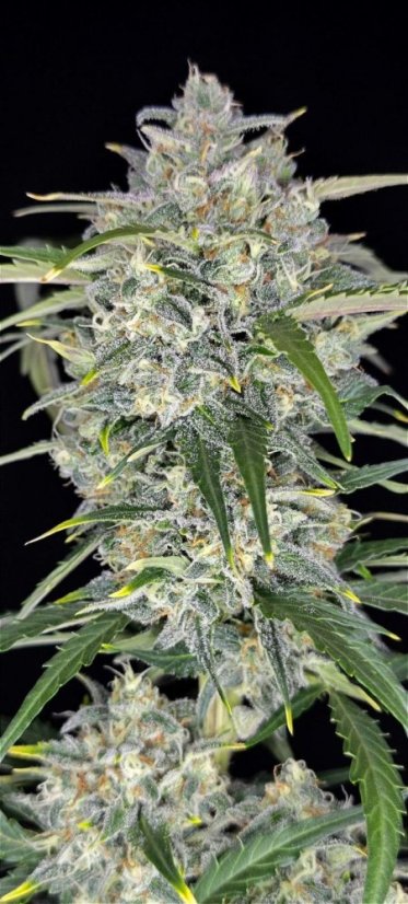 Fast Buds Sjemenke kanabisa Sour Jealousy Auto
