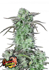 Fast Buds Semi di Cannabis Strawberry Banana Auto