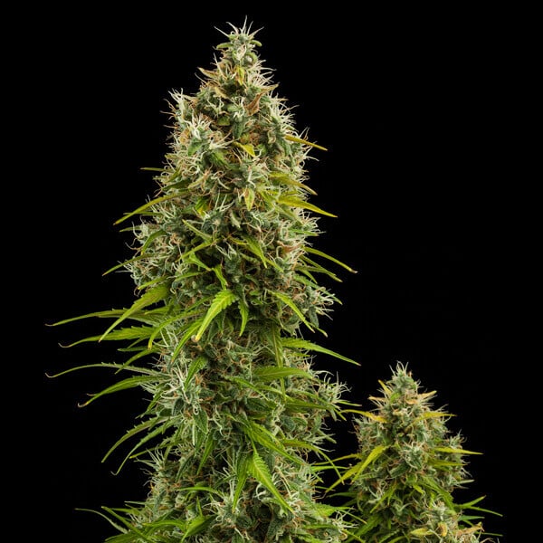 Royal Queen Seeds Seminte de canabis Royal Jack Auto