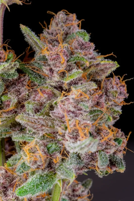 Fast Buds Cannabis Seeds Gorilla Punch Auto