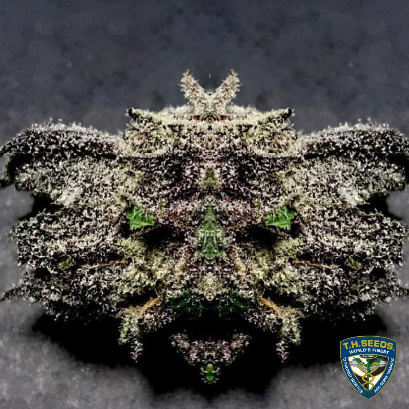 T.H.Seeds™ Cannabis Seeds Bastards Line: Black Apple Hitchcock, 6+1 specialpack, feminiserad