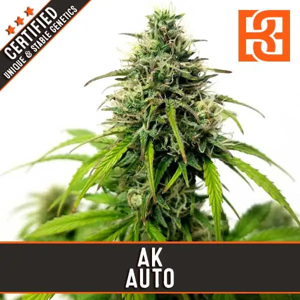 Blimburn Seeds Kanapių sėklos AK Auto