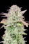 Fast Buds Cannabis Seeds Trainwreck Auto