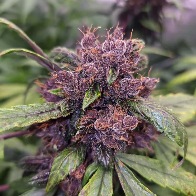 Dutch Passion Seminte de canabis Auto Forbidden Cherry® Autoflowering