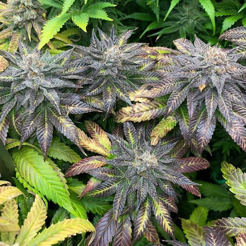 Silent Seeds Seminte de Canabis B-45 By Booba Feminizate