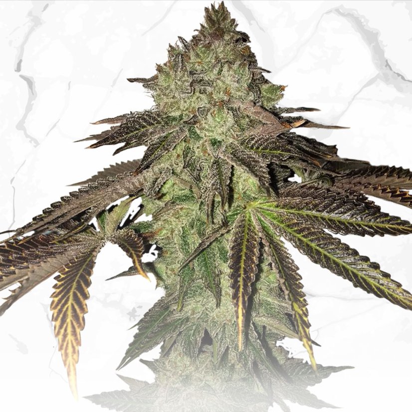T.H.Seeds™ Seminte de canabis Limited Regular Edition Gelato 33 X Tort aniversar X SBC, pachet 11