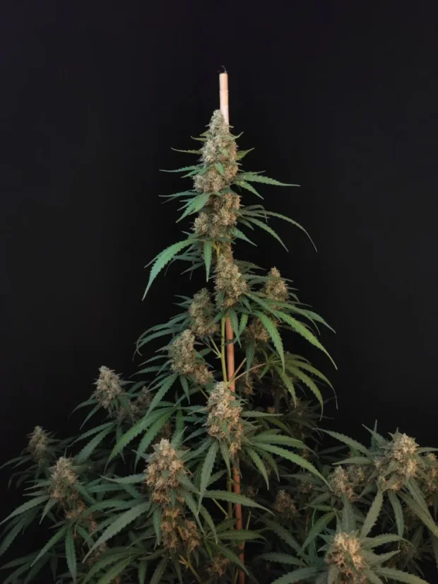Fast Buds Sjemenke Kanabisa Cheese Auto