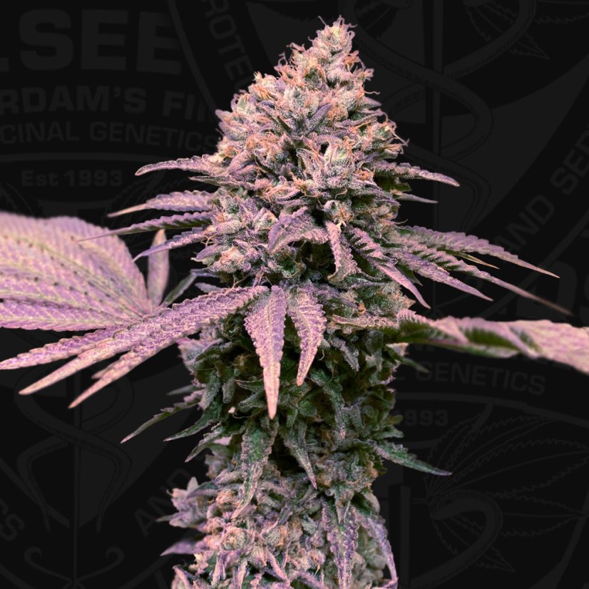 T.H.Seeds™ Seminte de canabis London Mint Cake, 6+1 pachet special, feminizat