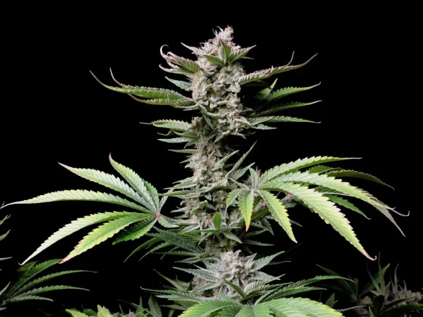 Fast Buds Sjemenke konoplje Cherry Cola Auto