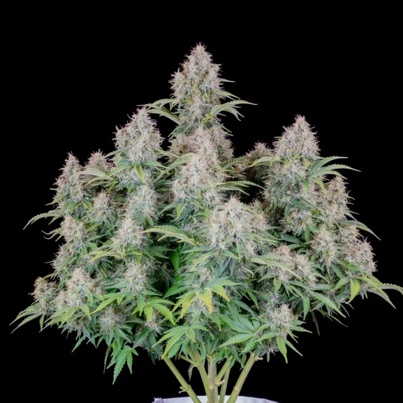Fast Buds Sjemenke Kanabisa Cinderella Auto