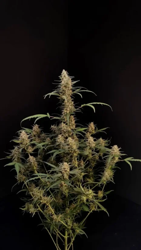 Fast Buds Sjemenke Kanabisa Critical Auto