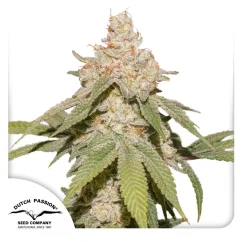 Dutch Passion Seminte de canabis Auto SFV OG® Autoflowering
