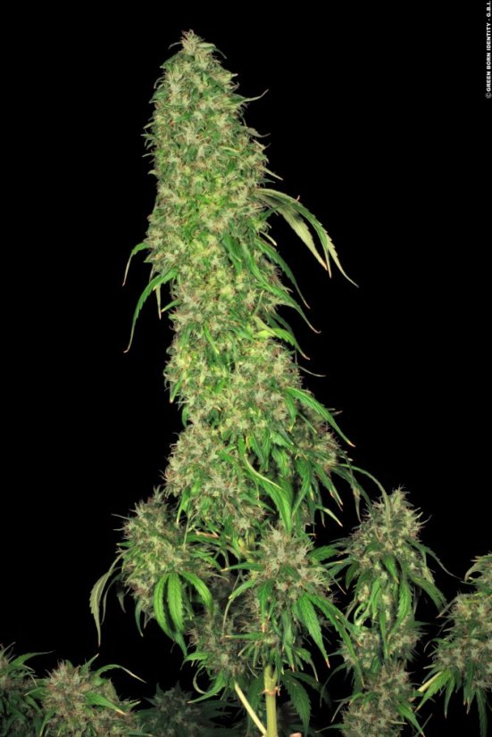 T.H.Seeds™ Semințe de canabis SAGE™, pachet 5+1, feminizate
