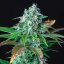 Royal Queen Seeds Seminte de canabis HulkBerry feminizate